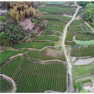 茶廠鳥瞰圖